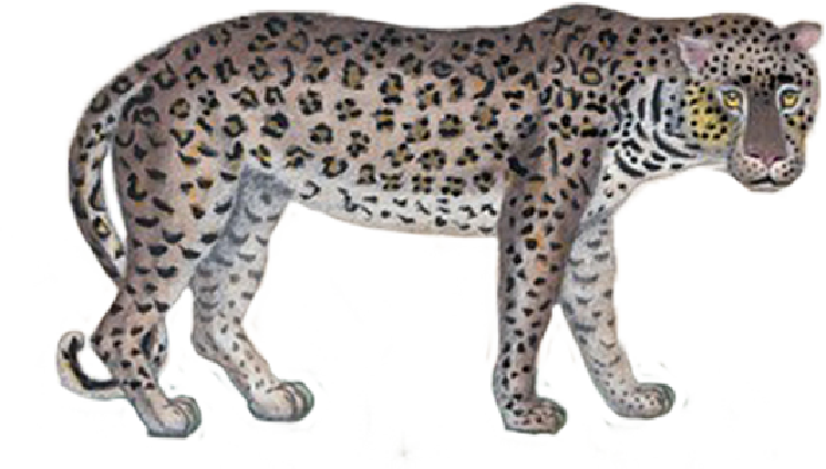 gas-bijoux Tigre icône
